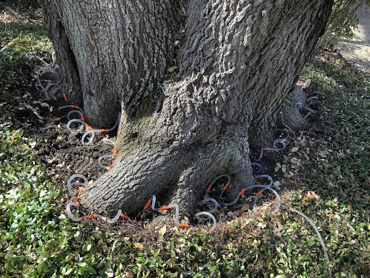 Detailed Tree Cabling and Bracing job site in Ajo