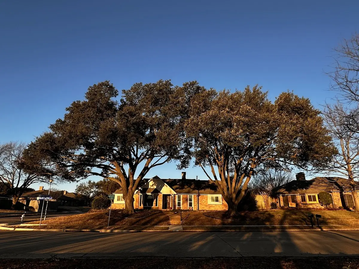 Established residential canopy tree shading a home in Ajo